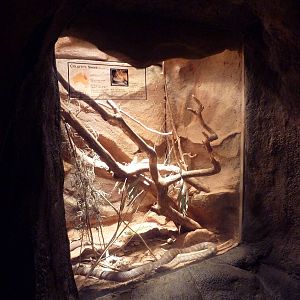 Desert Dome - Collett's Snake Exhibit