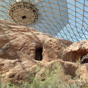 Desert Dome - Yellow-Footed Rock Wallaby Exhibit