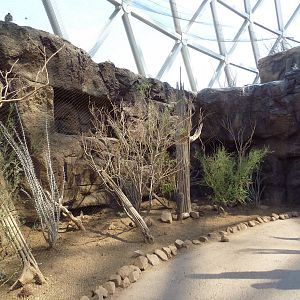 Desert Dome - Burrowing Owl Exhibit