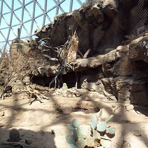 Desert Dome - Peccary + Ocelot Exhibits