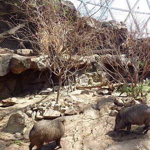 Desert Dome - Peccary + Ocelot Exhibits