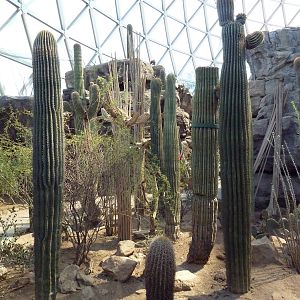 Desert Dome - Sonoran Desert Landscape
