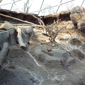 Desert Dome - Desert Cottontail Exhibit