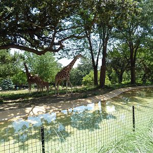 Giraffe/Ostrich/Penguin Exhibit