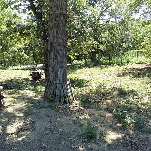Red River Hog Exhibit