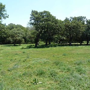 Sable Antelope Exhibit