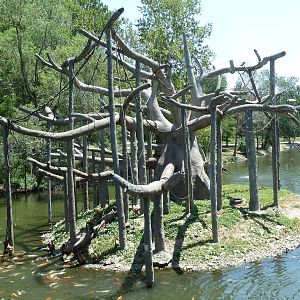 Black-Handed Spider Monkey Island