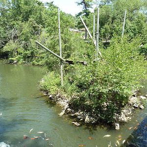 Peruvian Squirrel Monkey Island