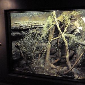 Expedition Madagascar - Snakes of Madagascar Exhibit