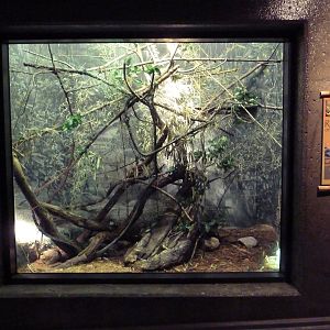 Expedition Madagascar - Reptiles of Madagascar Exhibit