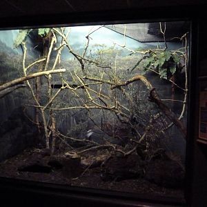 Expedition Madagascar - Lesser Vasa Parrot/Northern Crested Coua Exhibit