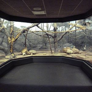 Expedition Madagascar - Ring-Tailed Lemur/Collared Brown Lemur Exhibit