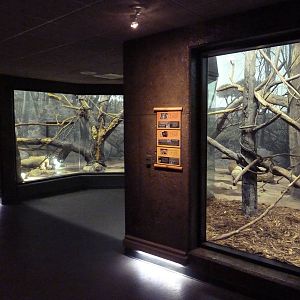 Expedition Madagascar - Ring-Tailed Lemur/Collared Brown Lemur Exhibit