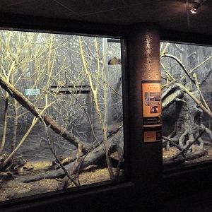 Expedition Madagascar - Mongoose Lemur/Giant Jumping Rat Exhibit