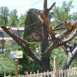 Expedition Madagascar - Walk-Through Lemur Exhibit