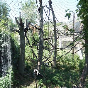 Expedition Madagascar - Black-and-White Ruffed Lemur Exhibit