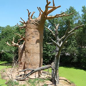 Expedition Madagascar - Ring-Tailed Lemur Exhibit