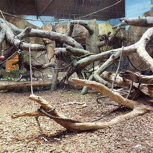 Gorilla/Colobus Monkey/Diana Monkey Indoor Exhibit