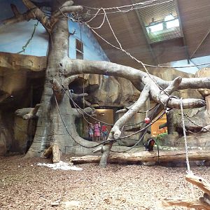 Gorilla/Colobus Monkey/Diana Monkey Indoor Exhibit