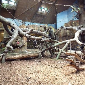 Gorilla/Colobus Monkey/Diana Monkey Indoor Exhibit