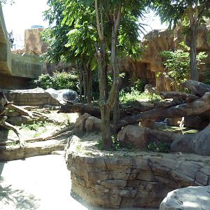 Gorilla Exhibit