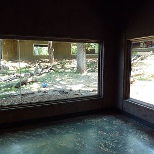 Yellow-Backed Duiker/Abyssinian Ground Hornbill/Crowned Crane Exhibit