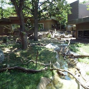 Yellow-Backed Duiker/Abyssinian Ground Hornbill/Crowned Crane Exhibit