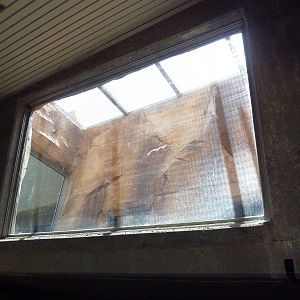 Gorilla Exhibit - Overhead Tunnel