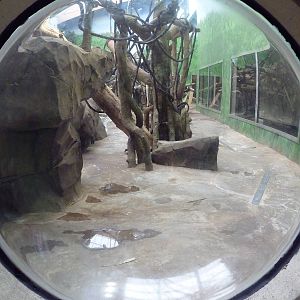 Bornean Orangutan/Agile Gibbon Indoor Exhibit