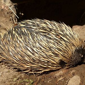 short-beaked echidna