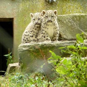 Snow leopard cubs