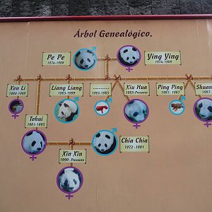 panda family tree chapultepec zoo