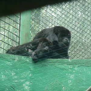 mexican black howler monkey chapultepec zoo