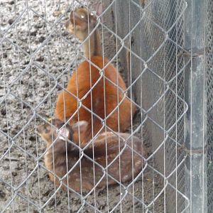 mexican brocket deer chapultepec zoo, doe and fawn