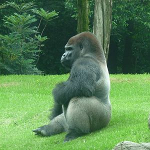 bantu male gorilla chapultepec zoo