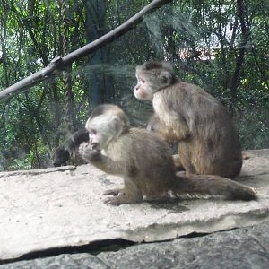 brown capuchin monkeys chapultepec zoo