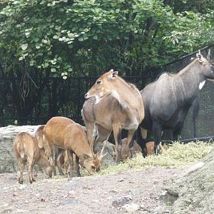nilgai and hog deer chapultepec zoo