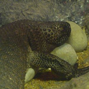black mexican beaded lizard chapultepec zoo