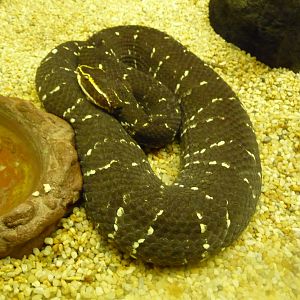 mexican water mocassin chapultepec zoo