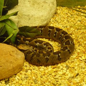 mexican pygmy rattlesnake chapultepec zoo