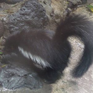 striped skunk morph chapultepec zoo