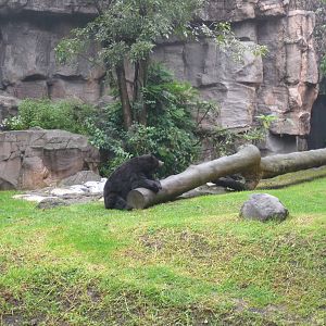 black bear chapultepec zoo