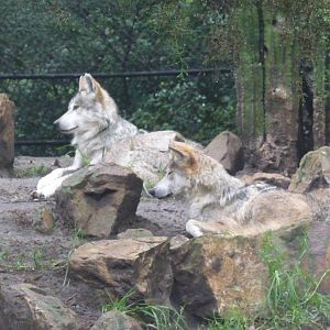 mexican wolves chapultepec zoo