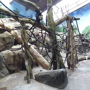 Bornean Orangutan/Agile Gibbon Indoor Exhibit