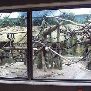 Bornean Orangutan/Agile Gibbon Indoor Exhibit