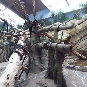 Bornean Orangutan/Agile Gibbon Indoor Exhibit