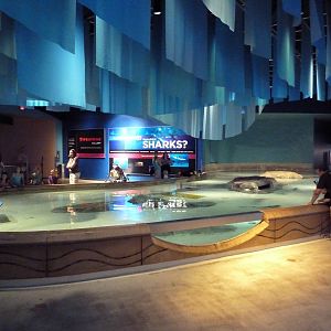 Oceans - Shark Touch Tank