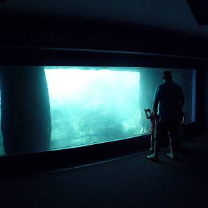 Oceans - Grey Seal/Harbour Seal/California Sea Lion Exhibit