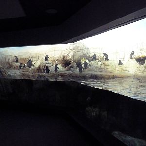 Oceans - Penguin Exhibit