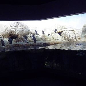 Oceans - Penguin Exhibit